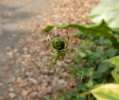 Aoaraneus pentagrammicus