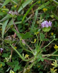 Trifolium barbigerum