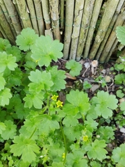 Ranunculus parviflorus