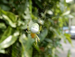 Aoaraneus pentagrammicus