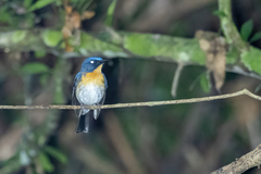 Cyornis sumatrensis