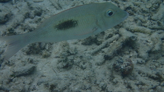 Lethrinus harak