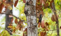 Dendrocopos hyperythrus