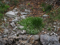 Moehringia muscosa