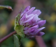 Trifolium barbigerum