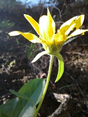 Balsamorhiza