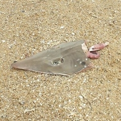 Rhynchobatus australiae