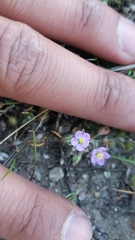 Spergularia macrotheca