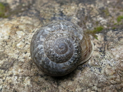 Tartessiberus cilbanus