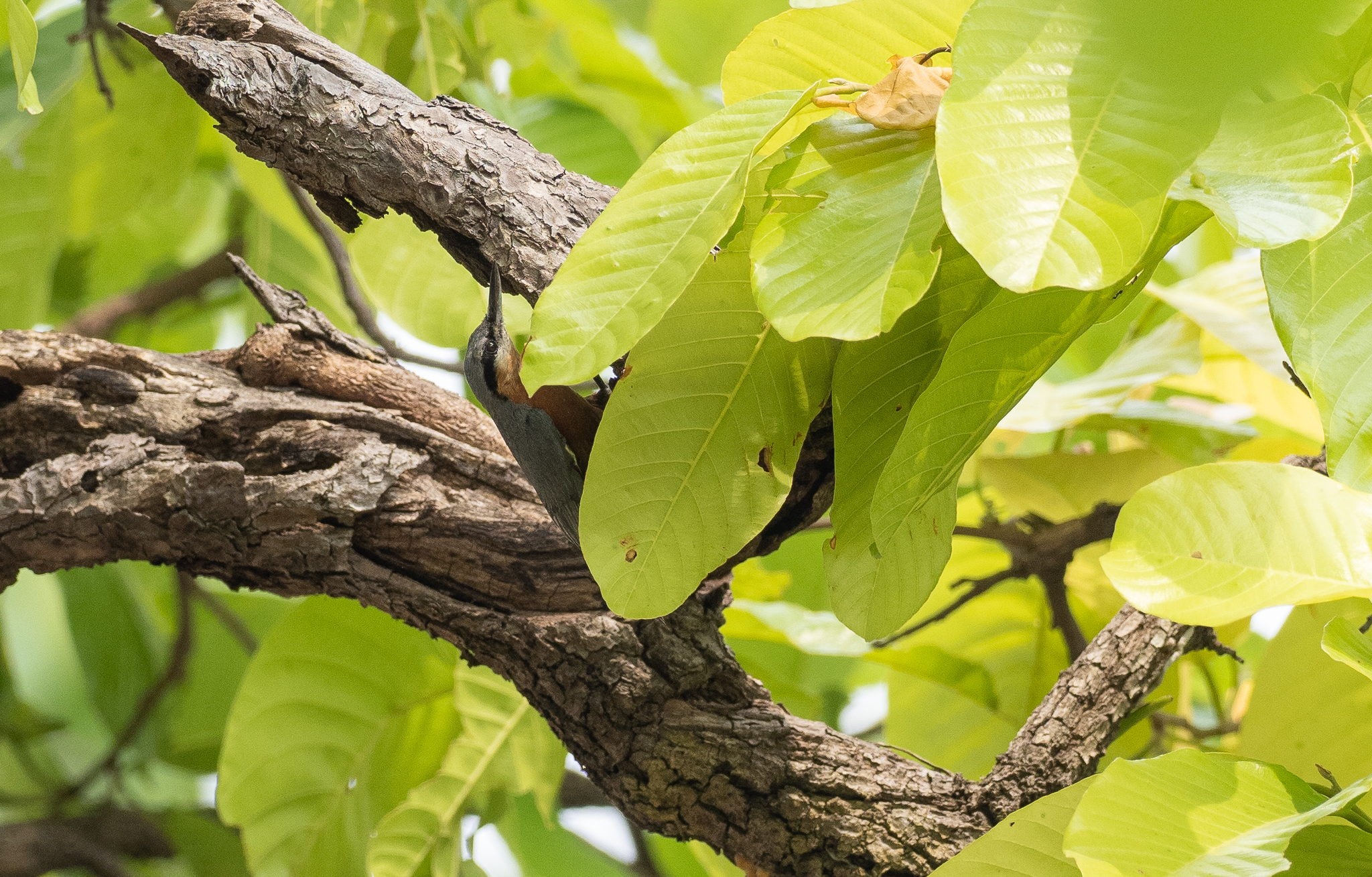 Burmese Nuthatch (Sitta neglecta), photo 5