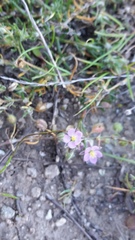 Spergularia macrotheca