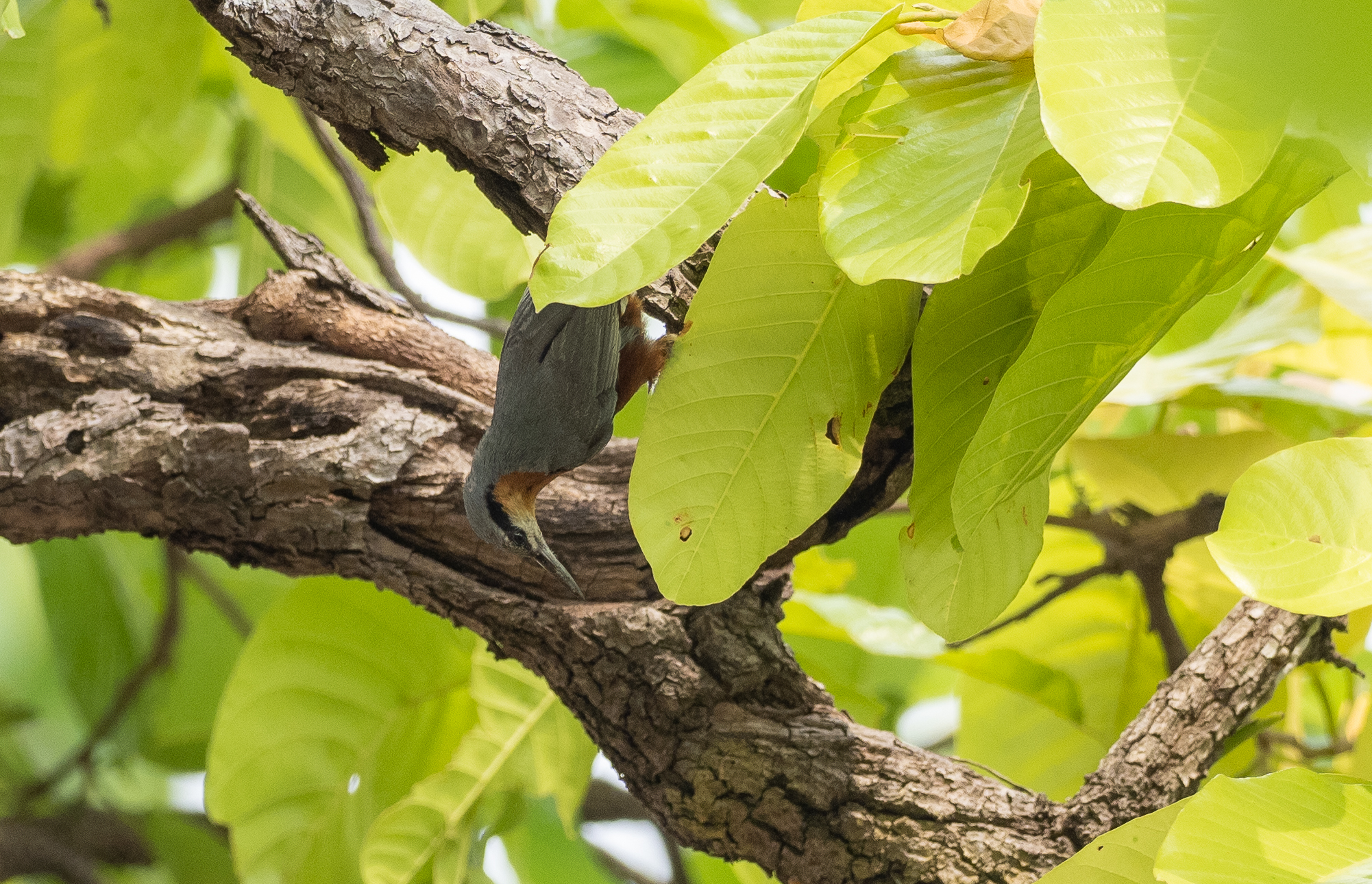 Burmese Nuthatch (Sitta neglecta), photo 6