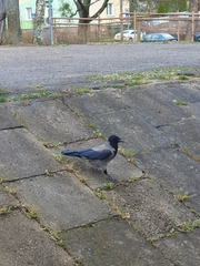 Corvus cornix