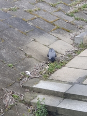 Corvus cornix