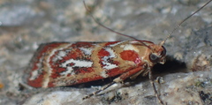 Acrobasis porphyrella
