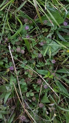 Trifolium barbigerum