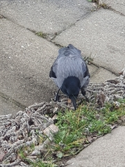 Corvus cornix