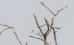 Acridotheres leucocephalus