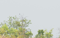 Microhierax caerulescens