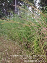 Themeda quadrivalvis