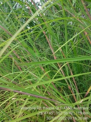 Themeda quadrivalvis