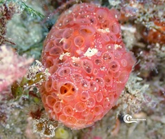 Phorbas fictitius
