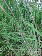 Themeda quadrivalvis
