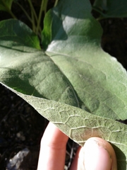 Balsamorhiza
