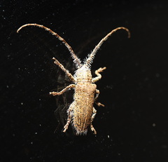 Rhytiphora neglecta