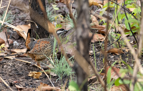 Chinese Francolin (Francolinus pintadeanus), photo 7