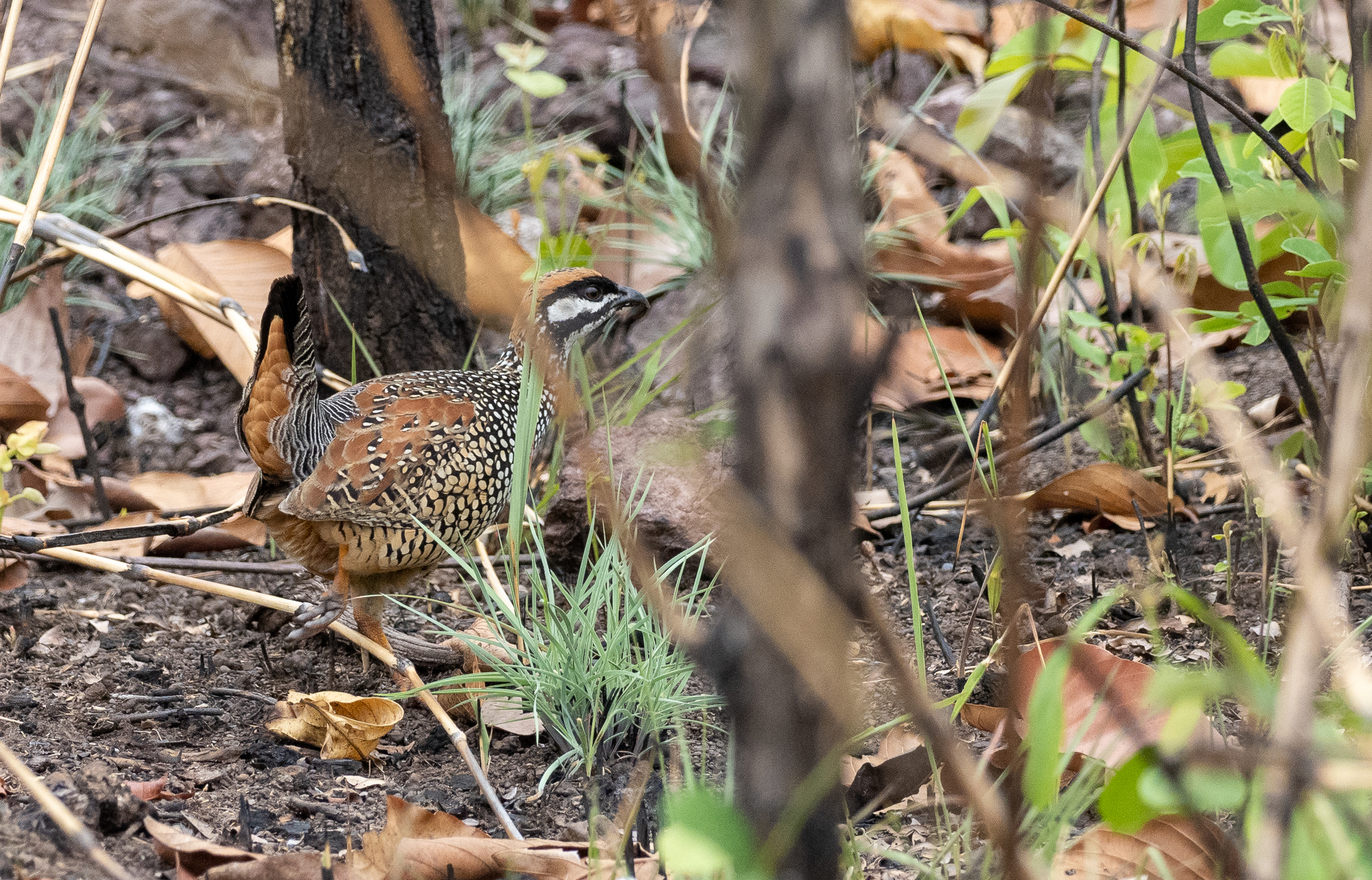 Chinese Francolin (Francolinus pintadeanus), photo 5