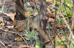 Francolinus pintadeanus