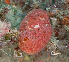 Phorbas fictitius