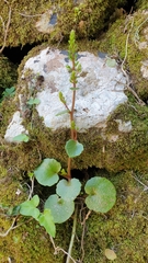 Umbilicus horizontalis