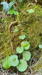 Umbilicus horizontalis