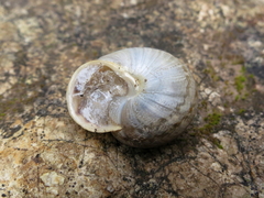 Tartessiberus cilbanus