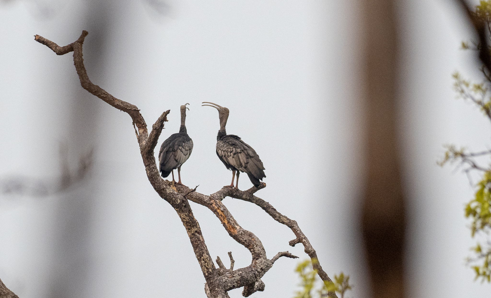 Giant Ibis (Pseudibis gigantea), photo 3