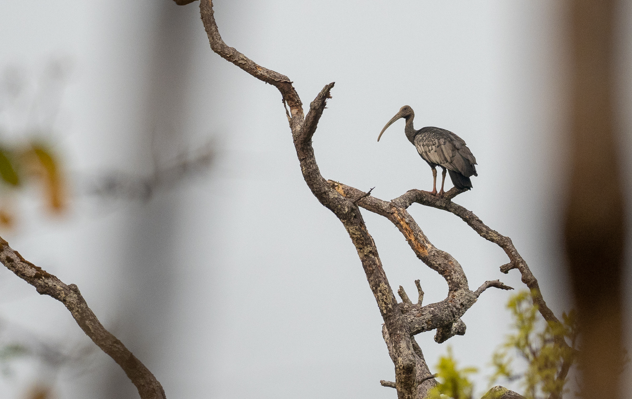Giant Ibis (Pseudibis gigantea), photo 4