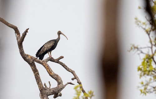 Giant Ibis (Pseudibis gigantea), photo 9