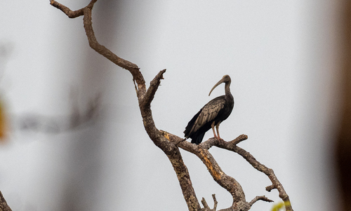 Giant Ibis (Pseudibis gigantea), photo 10