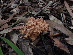 Ramaria botrytoides