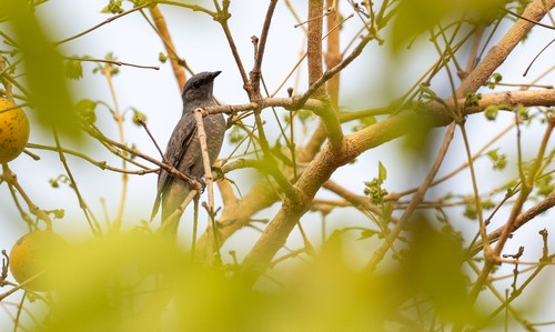 Indochinese Cuckooshrike (Lalage polioptera), photo 4