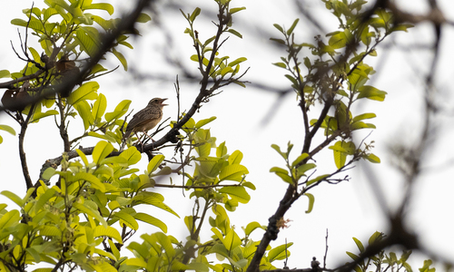 Indochinese Bush Lark (Plocealauda erythrocephala), photo 3