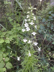 Delphinium leucophaeum