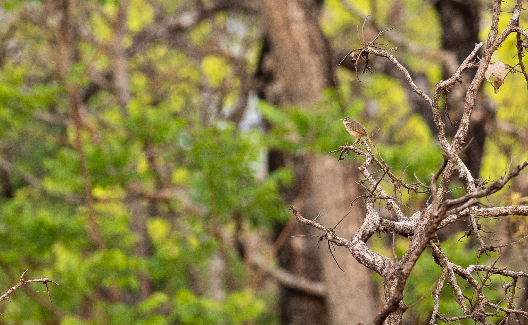 Brown Prinia (Prinia polychroa), photo 5