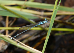 Indolestes insularis