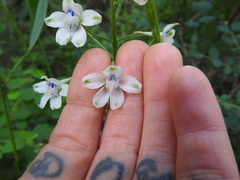 Delphinium leucophaeum