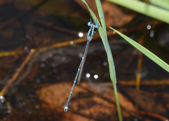 Indolestes insularis