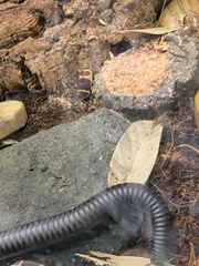 Archispirostreptus gigas