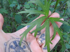 Delphinium leucophaeum